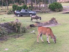 -奥兰多迪士尼动物王国乐园