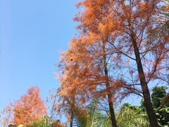 -金花茶公园