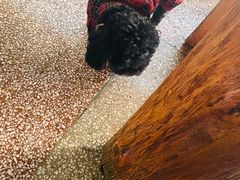 -鸿浩扒猪脚米线