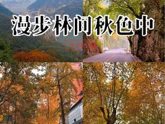 -张豆花(碚峡路店)