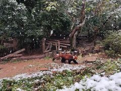 -成都大熊猫繁育研究基地