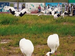 -盐城丹顶鹤湿地生态旅游区