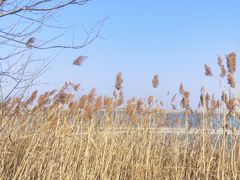 -盐城丹顶鹤湿地生态旅游区