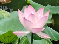 -荔湾湖公园