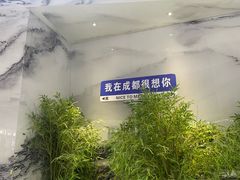 -大熊猫毛肚火锅(烟台万象汇店)