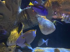 -悉尼海洋生物水族馆
