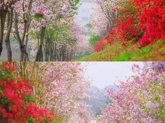 -深圳国际园林花卉博览园
