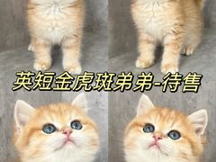 -小猫来了·猫舍(红山六九七九店)