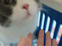 -创凡宠物医院·骨专科  猫科中心(西乡分院)