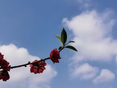 -南国桃园旅游度假区