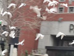 -中粮·祥云小镇