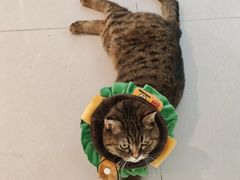 -平行世界·猫咖(首经贸店)