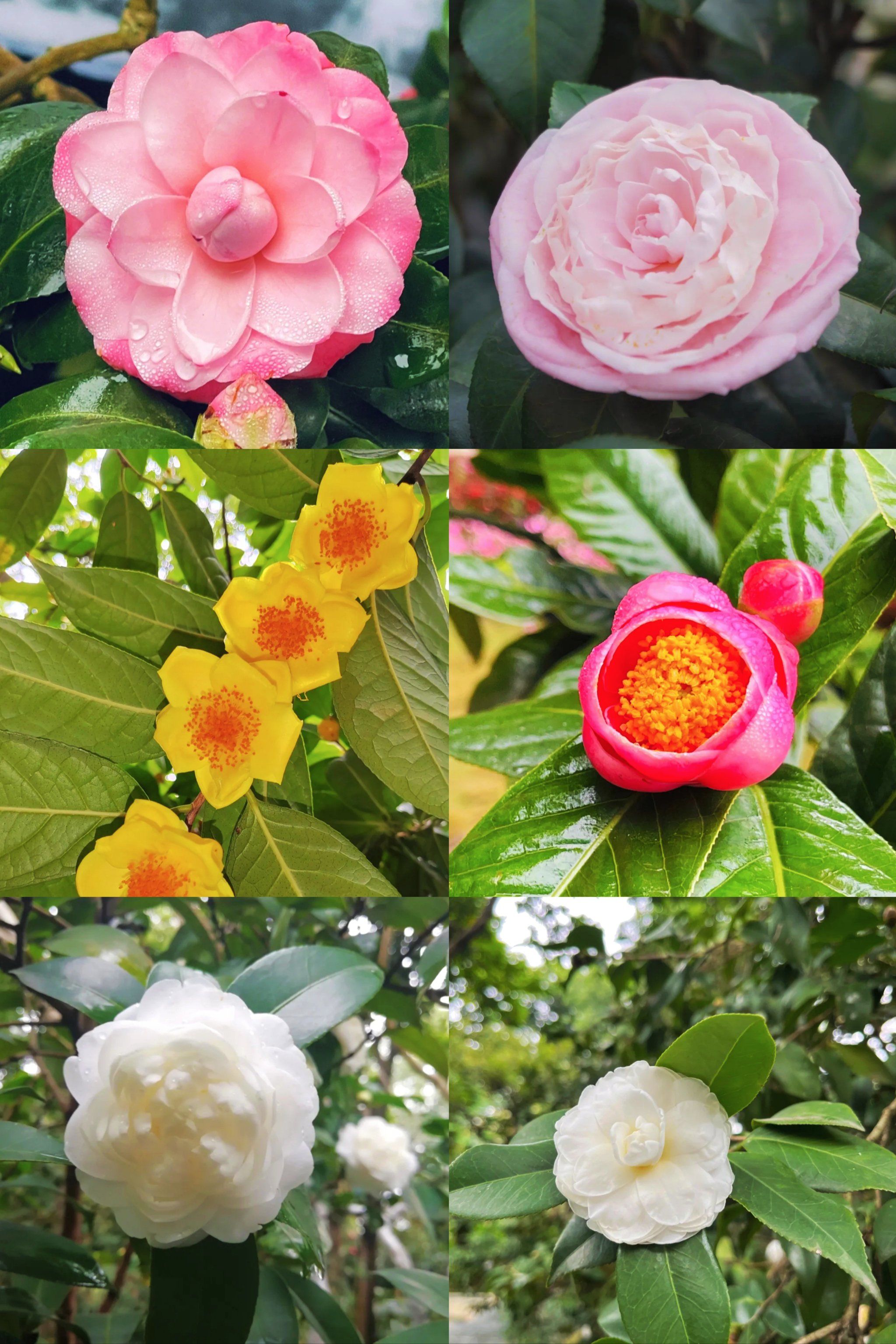 了解公园背景,金花茶公园位于广西南宁市