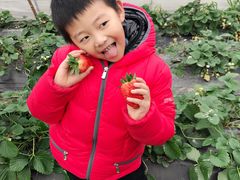 -小鱼草莓采摘园农家乐·小鱼餐厅