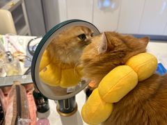 -创凡宠物医院·骨专科  猫科中心(西乡分院)