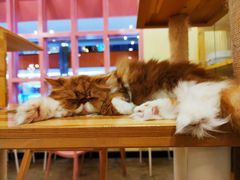 -喵匠猫主题咖啡(凯德和平广场店)