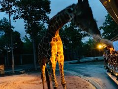 -清迈夜间动物园