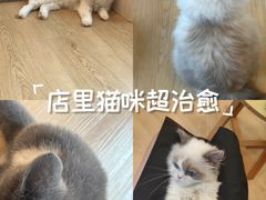-有喵·猫咖·狗咖·30几只猫10只小狗(岗厦店)