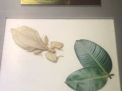 -上海昆虫博物馆
