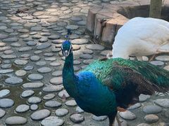 -西双版纳傣族园