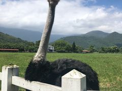 -瑞穗牧场