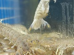 -宾朋海鲜特色美食餐厅·纯手工鲅鱼水饺(兴海路店)