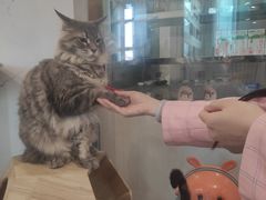 -楼上猫咖(罗湖店)