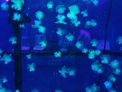 -海合安武汉极地海洋公园