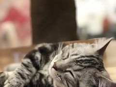 -袖虎·猫馆(体育西路店)