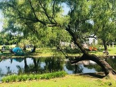 -上海共青森林公园