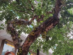 -广州花园酒店