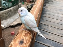 -上海大自然野生昆虫馆(东方明珠·爬宠昆虫探索中心)