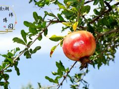 -武清南湖绿博园