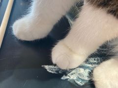 -瞄一喵猫咖(格力海岸店)
