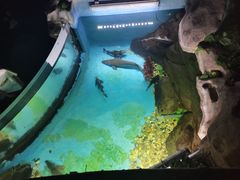 -苏州海洋馆