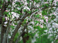 -海棠花溪(元大都城垣遗址公园)