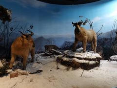 -陕西自然博物馆