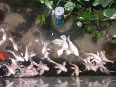 -正佳雨林生态植物园