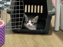 -小猫来了·猫舍(红山六九七九店)