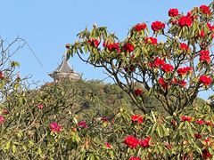 -贵州百里杜鹃风景名胜区