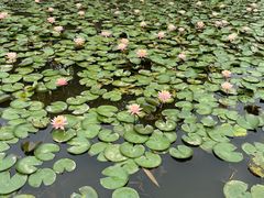 -中国科学院西双版纳热带植物园