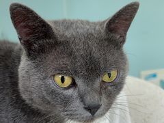 -纳吉亚猫专科动物医院·北北分院