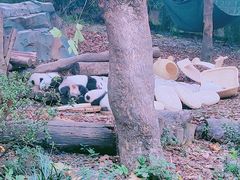 -成都大熊猫繁育研究基地