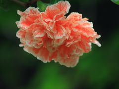 -木渎古镇