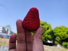 -胜丰草莓采摘园