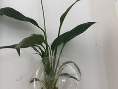 -南汇花鸟市场(上海浦东新花卉店)