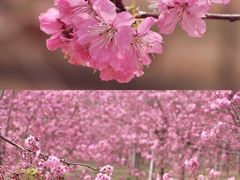-天适樱花悠乐园