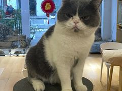 -喵呜公社猫咖