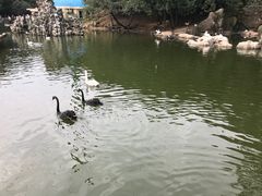 -合肥野生动物园
