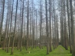 -东平国家森林公园